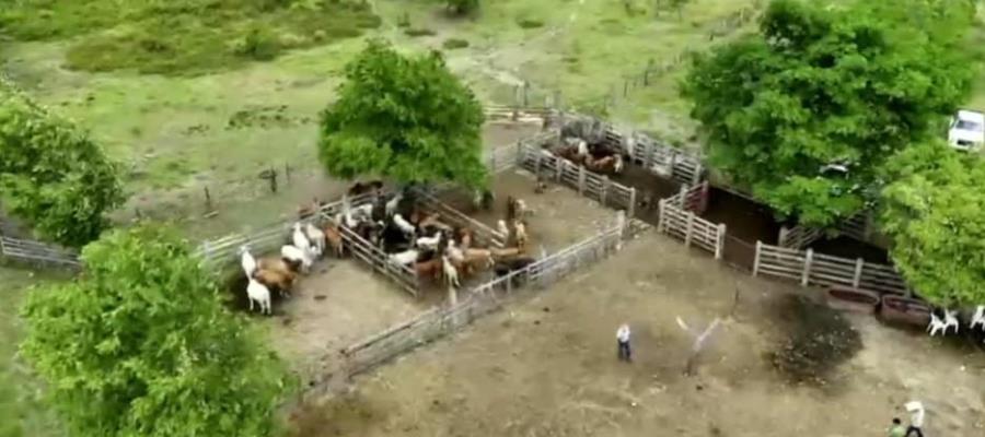 Hasta 30% han disminuido en Tabasco, casos de gusano barrenador: Sedap