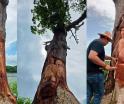 Tallan ceiba en Tenosique con personajes de la danza del Pochó y causa polémica