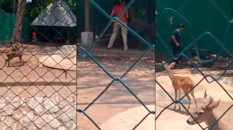 Muere venado cola blanca en Museo La Venta tras pelea con otro animal
