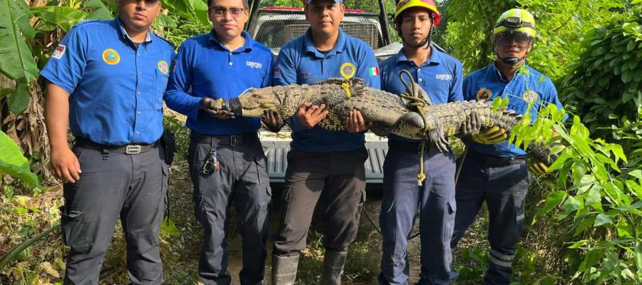 Capturan cocodrilo de 2 metros en Boquerón, Centro Capturan cocodrilo de 2 metros en Boquerón, Centro