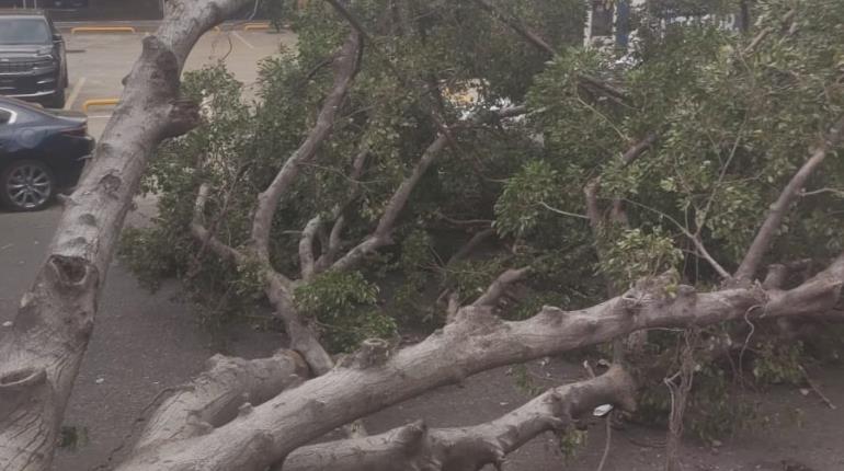 Fuertes vientos dejan árboles caídos en Villahermosa