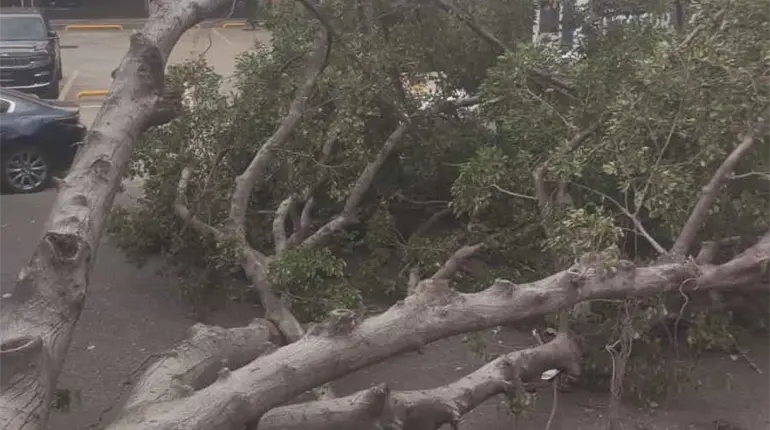 Fuertes vientos dejan árboles caídos en Villahermosa