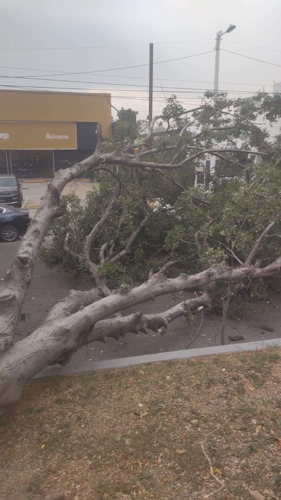 Fuertes vientos dejan árboles caídos en Villahermosa Fuertes vientos dejan árboles caídos en Villahermosa