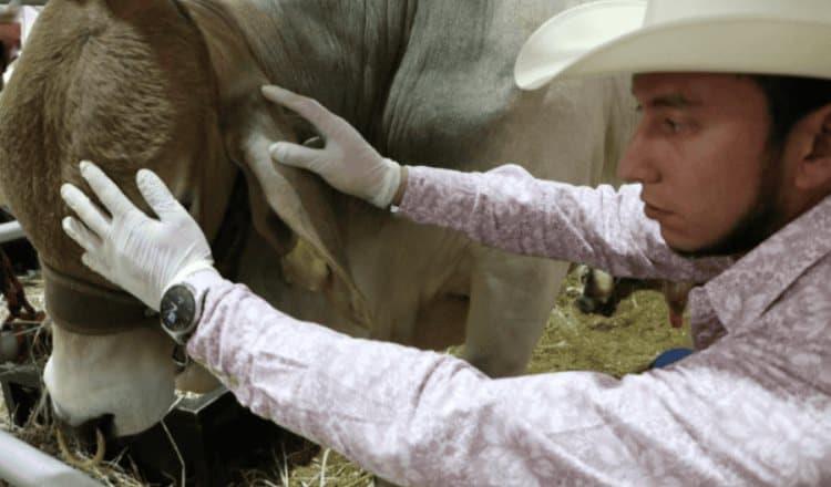 Confirman primera muerte humana por gusano barrenador en México Confirman primera muerte humana por gusano barrenador en México