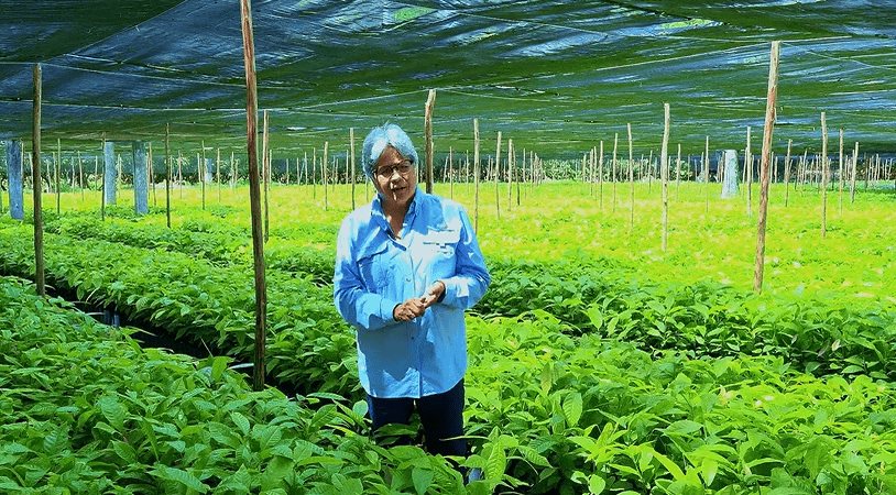 Viveros Los Pinos y El Morralero aportarán 1.5 millones de plantas a jornada de reforestación: Sedap Viveros Los Pinos y El Morralero aportarán 1.5 millones de plantas a jornada de reforestación: Sedap