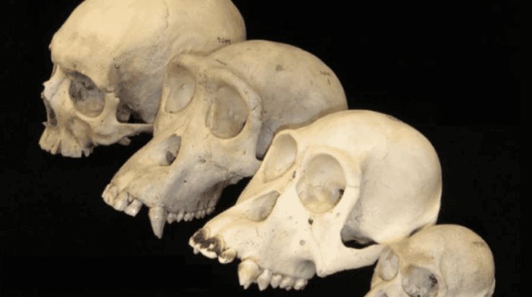 Gusto por los carbohidratos impulsó la evolución de los seres humanos, revela investigación