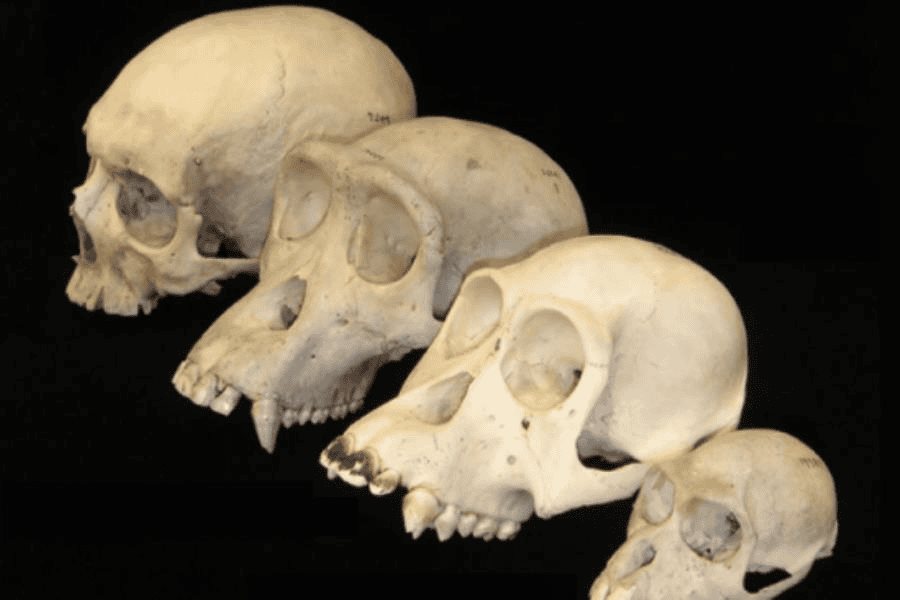 Gusto por los carbohidratos impulsó la evolución de los seres humanos, revela investigación Gusto por los carbohidratos impulsó la evolución de los seres humanos, revela investigación