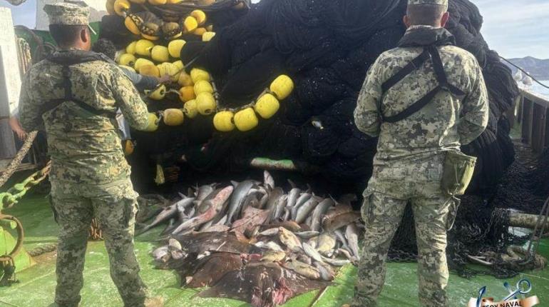 Asegura Marina más de 4 mil toneladas de producto pesquero ilegal en seis meses