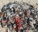 Fenómeno inusual en Progreso: decenas de pulpos llegan a la orilla del mar, causa furor entre pescadores