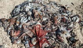 Fenómeno inusual en Progreso: decenas de pulpos llegan a la orilla del mar, causa furor entre pescadores