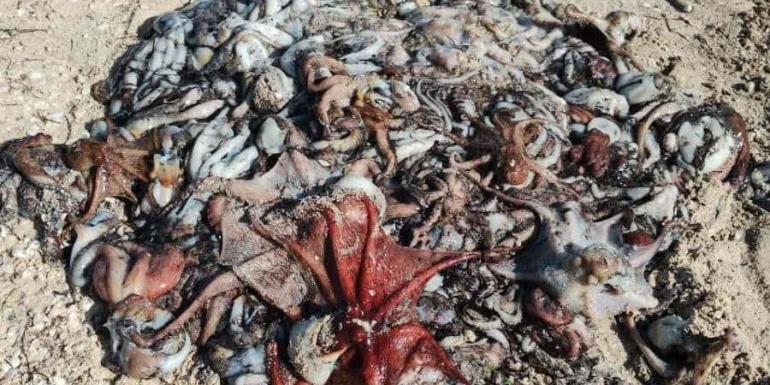 Fenómeno inusual en Progreso: decenas de pulpos llegan a la orilla del mar, causa furor entre pescadores