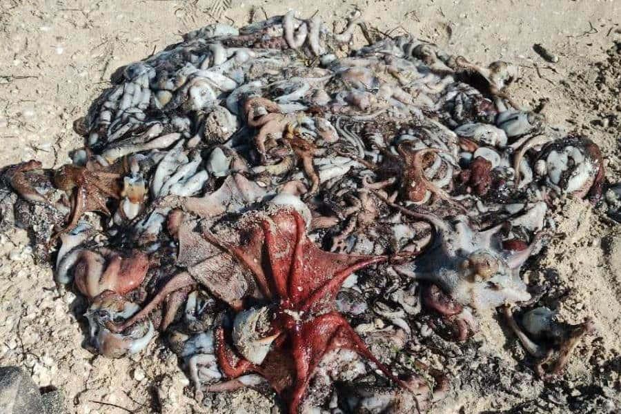Fenómeno inusual en Progreso: decenas de pulpos llegan a la orilla del mar, causa furor entre pescadores Fenómeno inusual en Progreso: decenas de pulpos llegan a la orilla del mar, causa furor entre pescadores