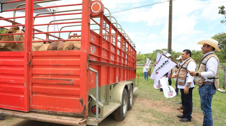 Entrega gobierno cabezas de ganado del programa "Crédito Ganadero a la Palabra" en Emiliano Zapata