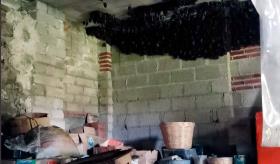 Más de 2 mil murciélagos encuentran refugio temporal en vivienda de Tlaxcala
