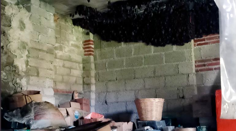 Más de 2 mil murciélagos encuentran refugio temporal en vivienda de Tlaxcala