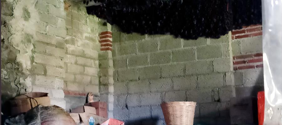 Más de 2 mil murciélagos encuentran refugio temporal en vivienda de Tlaxcala