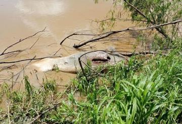 Localizan manatí muerto sobre el río Grijalva en Gaviotas Sur