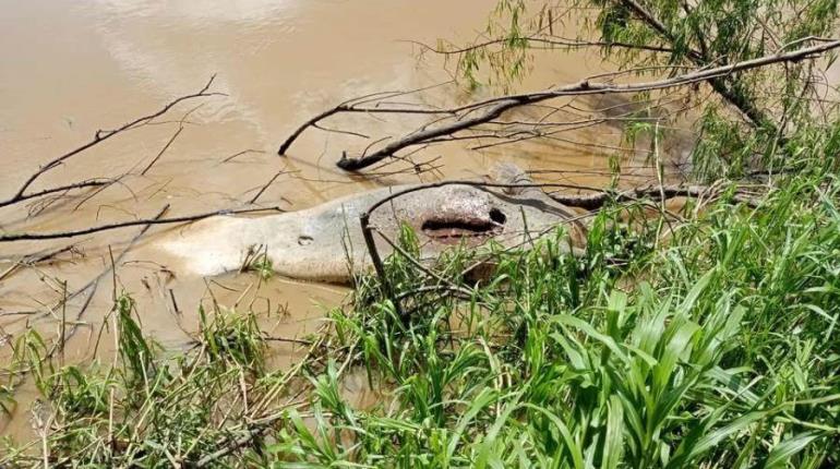 Localizan manatí muerto sobre el río Grijalva en Gaviotas Sur