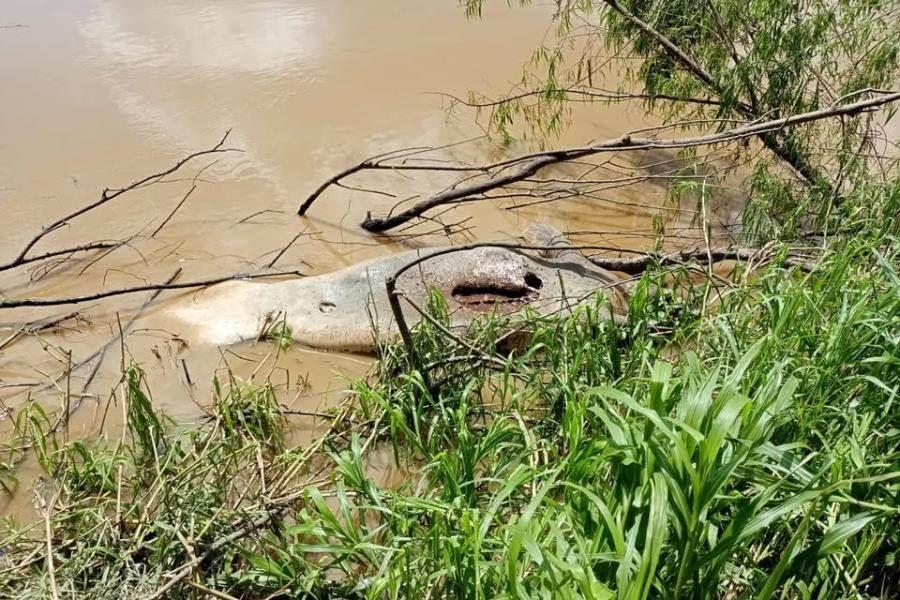 Localizan manatí muerto sobre el río Grijalva en Gaviotas Sur Localizan manatí muerto sobre el río Grijalva en Gaviotas Sur