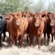 Contagios de gusano barrenador no han dejado pérdidas económicas en Tabasco: Gobierno