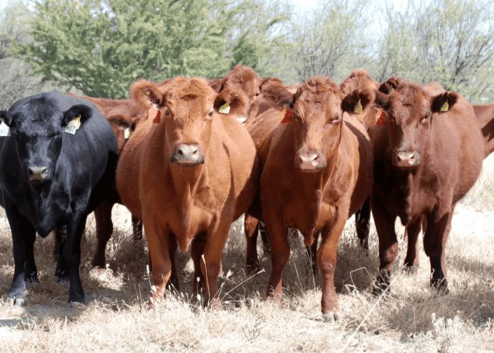 Contagios de gusano barrenador no han dejado pérdidas económicas en Tabasco: Gobierno Contagios de gusano barrenador no han dejado pérdidas económicas en Tabasco: Gobierno