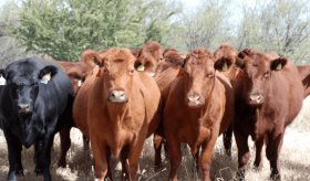 A la baja casos activos de gusano barrenador en Tabasco: Gobierno estatal