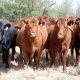 A la baja casos activos de gusano barrenador en Tabasco: Gobierno estatal