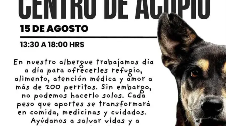 Llama Caninos 911 a participar este viernes en el ´Boteo y Centro de Acopio´ a favor de los perritos
