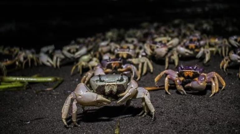 Anuncian inicio de veda de captura del cangrejo azul