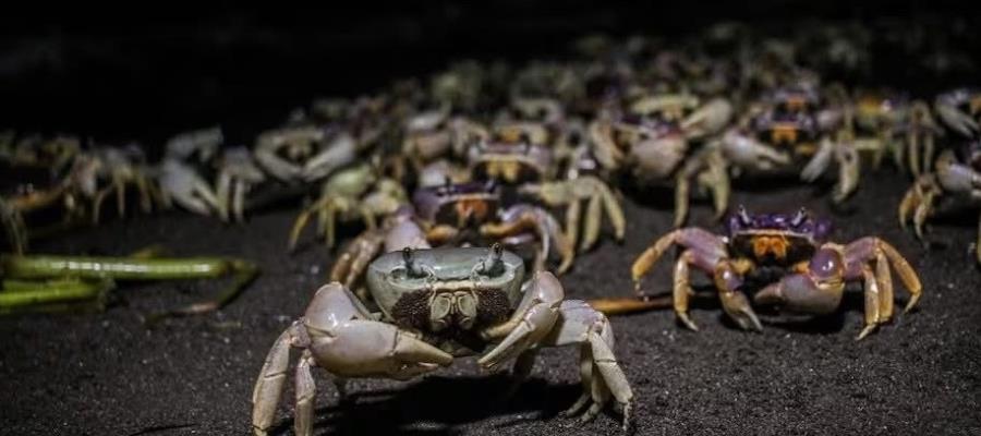 Anuncian inicio de veda de captura del cangrejo azul