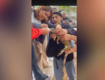 Alumnos de la UJAT salvan a iguana que tenía bolsa en la boca