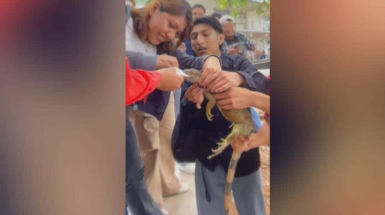 Alumnos de la UJAT salvan a iguana que tenía bolsa en la boca