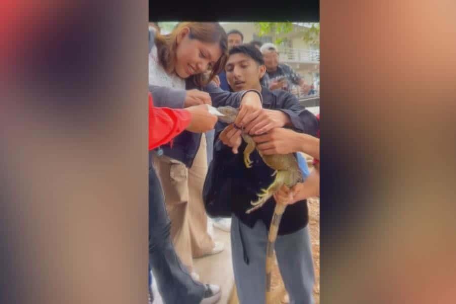 Alumnos de la UJAT salvan a iguana que tenía bolsa en la boca