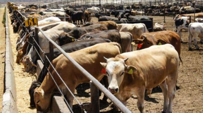 México y EE.UU. acuerdan plan binacional para controlar al gusano barrenador
