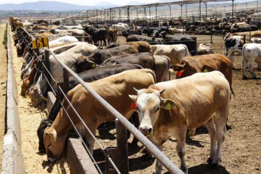 México y EE.UU. acuerdan plan binacional para controlar al gusano barrenador