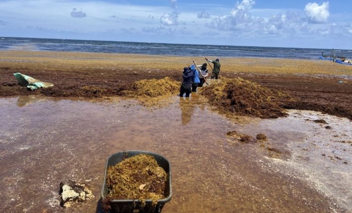 Recogen 300 toneladas de sargazo en primera quincena de agosto en playas de Q. Roo