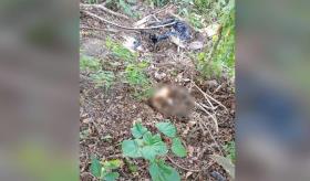 Localizan restos humanos en El Guácimo, Nacajuca