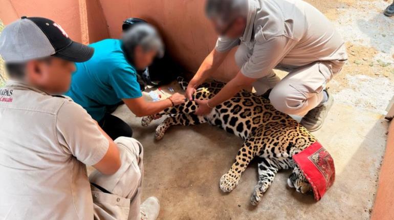 Rescatan un jaguar y 40 aves silvestres que pretendían ser vendidas ilegalmente en Chiapas y Jalisco