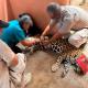 Rescatan un jaguar y 40 aves silvestres que pretendían ser vendidas ilegalmente en Chiapas y Jalisco