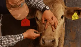 Gusano barrenador se erradicar&aacute; solo con la planta de producci&oacute;n de moscas est&eacute;riles: ganaderos