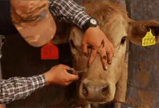 El GBN se erradicar&aacute; solo con la planta de producci&oacute;n de moscas est&eacute;riles: ganaderos