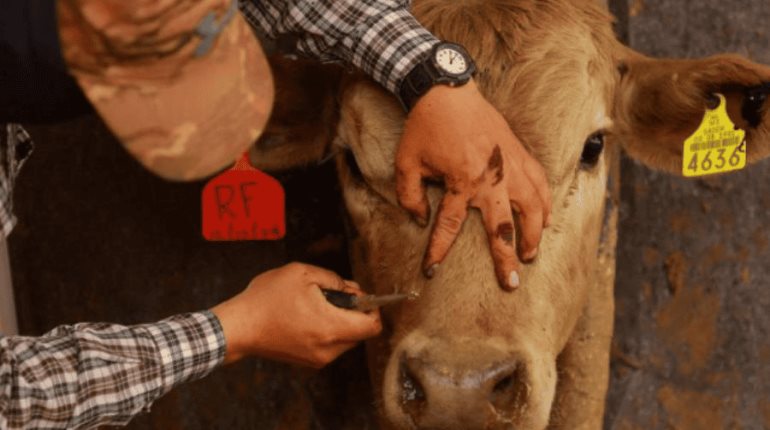 Autoriza EE. UU. uso de emergencia de fármacos veterinarios contra el gusano barrenador