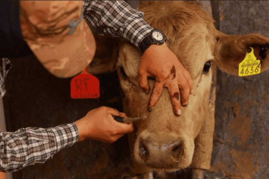 Autoriza EE. UU. uso de emergencia de fármacos veterinarios contra el gusano barrenador Autoriza EE. UU. uso de emergencia de fármacos veterinarios contra el gusano barrenador