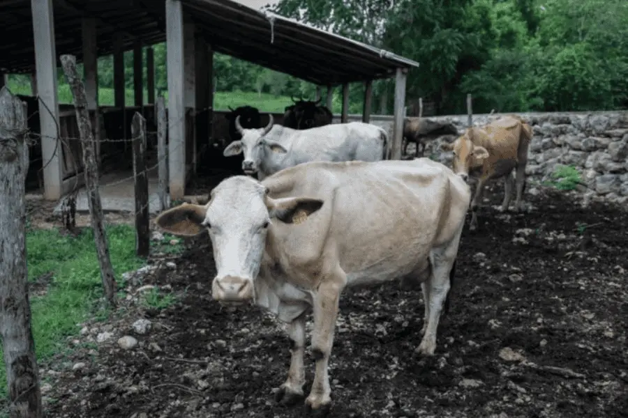 Evalúa México acciones adicionales contra gusano barrenador tras detección de nuevo caso en Nuevo León