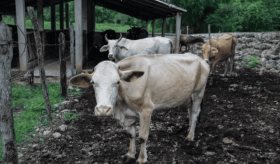 Es tabasqueño 1er caso de gusano barrenador en humanos en Yucatán