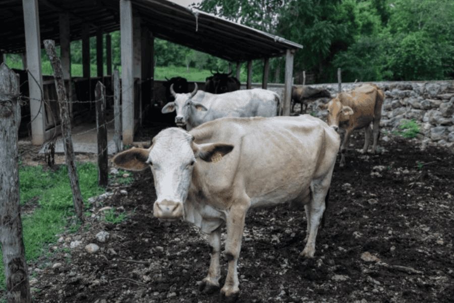 Es tabasqueño 1er caso de gusano barrenador en humanos en Yucatán