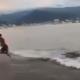Joven apenas se libra de ataque de cocodrilo en playa de Puerto Vallarta
