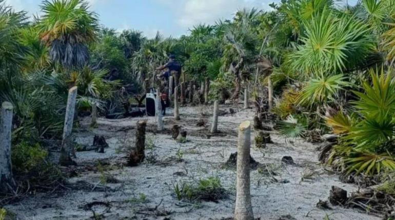 Con apoyo de helicóptero Semar continúa sofocando incendio forestal en Holbox