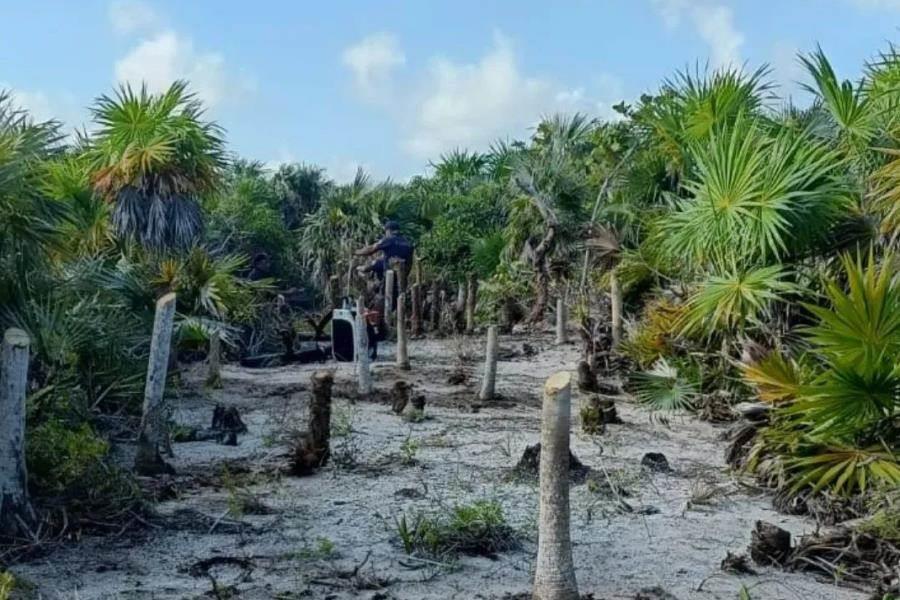 Con apoyo de helicóptero Semar continúa sofocando incendio forestal en Holbox Con apoyo de helicóptero Semar continúa sofocando incendio forestal en Holbox