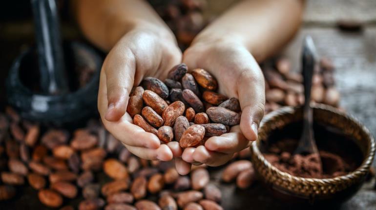 Ampliará Sheinbaum programa de apoyo a productores de cacao para evitar "coyotaje"
